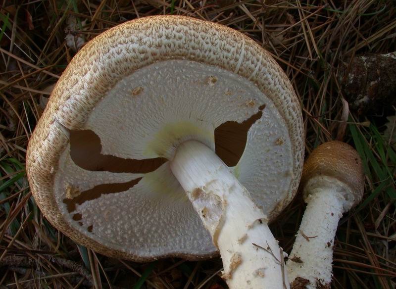 Agaricus augustus